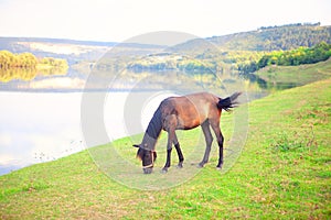 Tranquil scene with grazing horse
