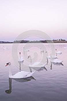 Tranquil scene group of swans swimming in nature lake in morning.swans background with reflection swans are peach and love symbol