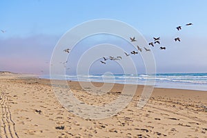 Tranquil scene. Light airy seascape and flock of flying birds. Wide sandy beach, sea waves, and cloudy sky