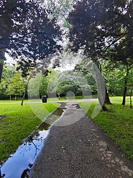 Tranquil scene of a pathway lined with towering trees in a park