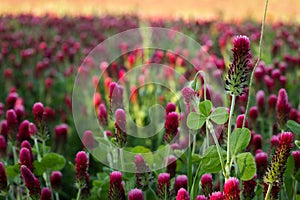 Tranquil scene of a red clover field in the light of late afternoon. Trifolium rubens.