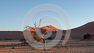 Tranquil scene of a salt pan, trees and red dune at Sossusvlei National Park, Namibia