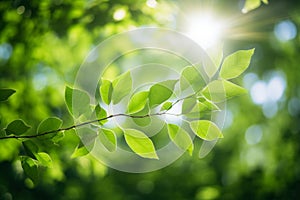 Tranquil Scene Of Sunlight Playing Through Leaves, Captured Under The Summer Sky. Generative AI