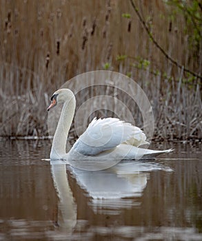 Tranquil scene of a swan swimming in a serene lake, with lush reedy grasses in the background