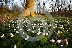 Tranquil scene of white anemonas in full bloom, illuminated by ambient light against green trees photo