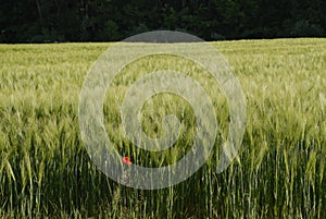 Tranquil scene, young green wheat