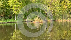 Tranquil scenery of the forest reflected onto the surface of the Chippewa Flowage in Hayward, WI