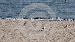 Tranquil seascape with nobody and seagulls at shoreline beach sand