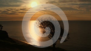 Tranquil seashore aerial view. Tree silhouette sea beach. Sun light reflection