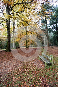 Tranquil seated area in the autumn forset