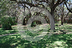 tranquil setting in a nature preserve in Sarasota Florida