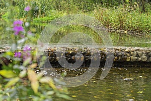 Tranquil small waterfall with stones and rapid in green forest