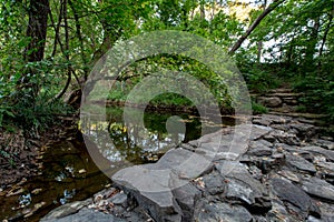 A Tranquil Spring or Summer Wooded Nature Outdoor Scene.