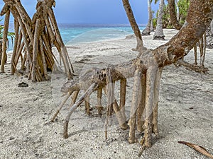 Tranquil Stilt Root Tree on Sandy Beach