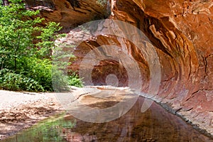 Tranquil stream flows through a tunnel of overhanging red rock standstone in a canyon in the American Southwest