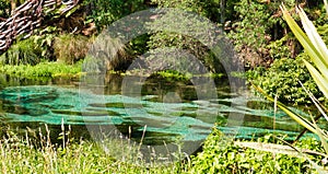 Tranquil Stream in Native Bush