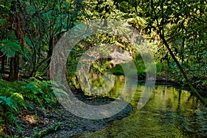 Tranquil Stream in Native Bush