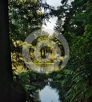 Tranquil Stream in Native Bush