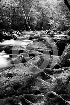 Tranquil Stream in the Smokies