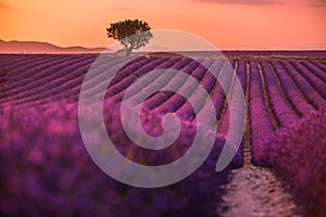 Tranquil summer dream, floral sunset landscape of meadow lavender flowers. Beautiful colorful sky, sun rays