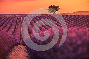 Tranquil summer dream, floral sunset landscape of meadow lavender flowers. Beautiful colorful sky, sun rays