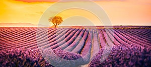 Tranquil summer dream, floral sunset landscape of meadow lavender flowers. Panoramic view colorful sky, sunrays