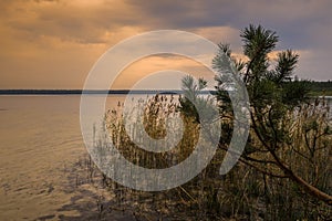 Tranquil summer evening landscape. dusk twilight over a lake with a pine branch and a coastal reed in shallow water against a photo