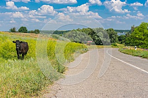 Tranquil summer landscape with rural road and two cows