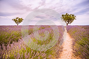 Tranquil summer meadow nature. Spring and summer lavender flowers field under warm sunset light, inspire nature