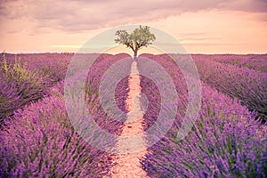 Tranquil summer meadow nature. Spring and summer lavender flowers field under warm sunset light, inspire nature