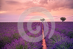 Tranquil summer meadow nature. Spring and summer lavender flowers field under warm sunset light, inspire nature