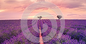 Tranquil summer meadow nature. Spring and summer lavender flowers field under warm sunset light, inspire nature