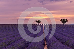 Tranquil summer meadow nature. Spring and summer lavender flowers field under warm sunset light, inspire nature