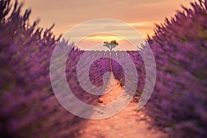 Tranquil summer meadow nature. Spring and summer lavender flowers field under warm sunset light, inspire nature