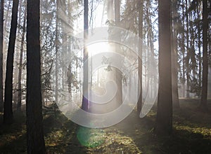 Tranquil sunrise with sunbeam at misty fog forest. Calm nature background