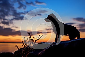 Tranquil sunset frames the silhouette of a loyal canine companion