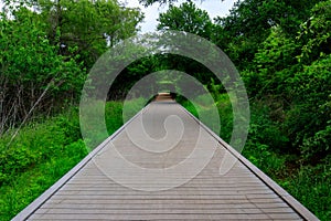 Tranquil Trail - Wooden Boardwalk Amidst Lush Greenery