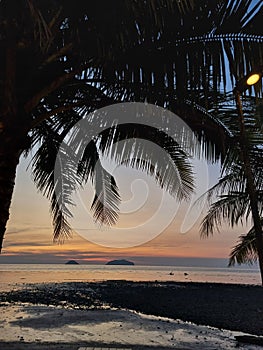 Tranquil tropical beach scene featuring a row of palm trees silhouetted against a sunset