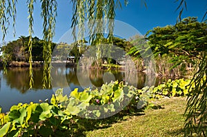 Tranquil tropical pond photo