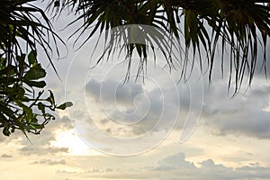 Tranquil tropical sky at sunset with palm leaves and clouds