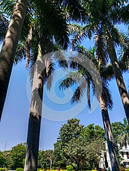 Tranquil view of a cluster of palm trees silhouetted against a bright, crystal-clear blue sky