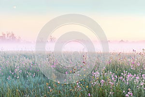 A tranquil view of an early spring meadow, mist delicately rising from the dew-drenched grass, the first light of morning casting