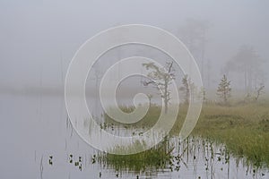 Tranquil view from a small lake in northern Sweden