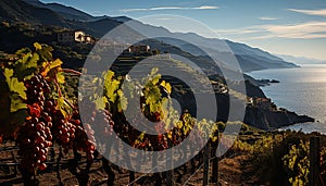 Tranquil vineyard landscape, ripe grapes, sunset over terraced fields generated by AI