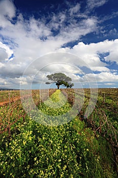 Tranquil vineyard scene with tree, sky and flowers