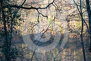 Tranquil Waters: Tree Branches Embrace the Serene Lake View