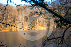 Tranquil Waters: Tree Branches Embrace the Serene Lake View