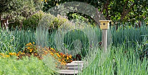 Tranquil, well stocked garden with a variety of plants, with yellow bird house.