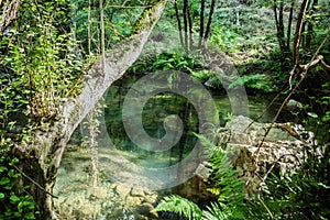 Tranquil wild corner with perspective of tree with vegetation, in a transparent lagoon of the Alge stream with rocks and reflectio photo