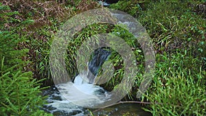 Tranquil Wilderness Escape: Serene Mountain Stream Amidst Verdant Forest. Pristine River Cascading Through Remote